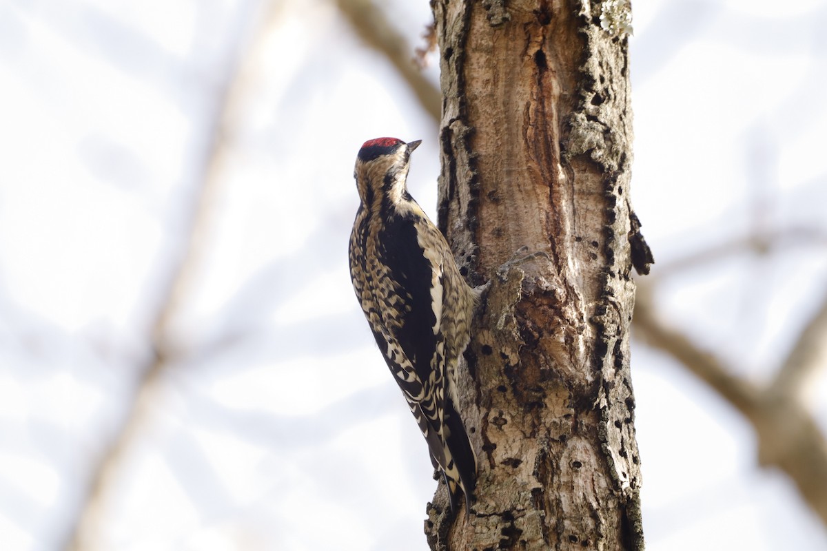 Yellow-bellied Sapsucker - ML646663174