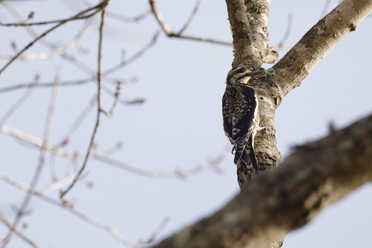 Yellow-bellied Sapsucker - ML646663175