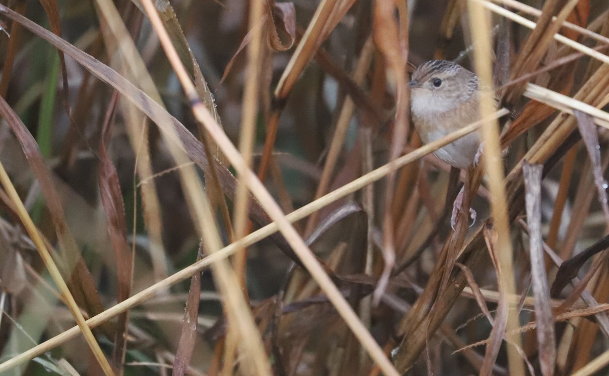 Sedge Wren - ML646663179
