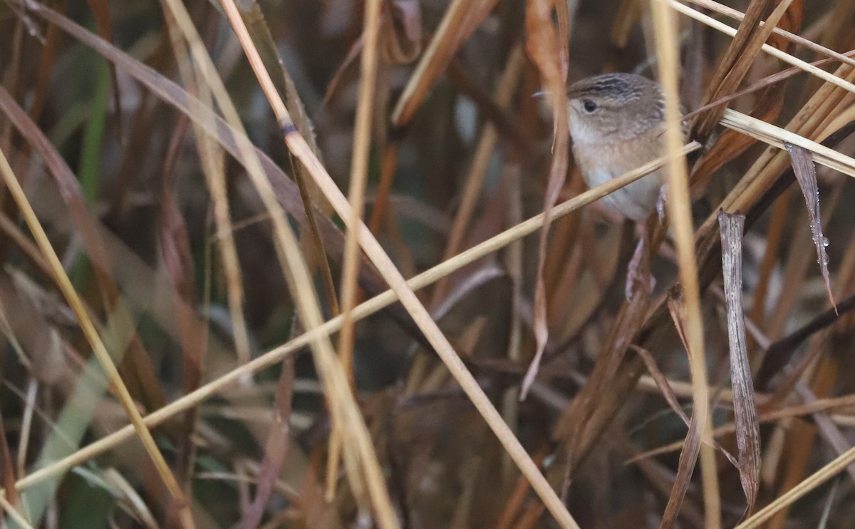 Sedge Wren - ML646663184