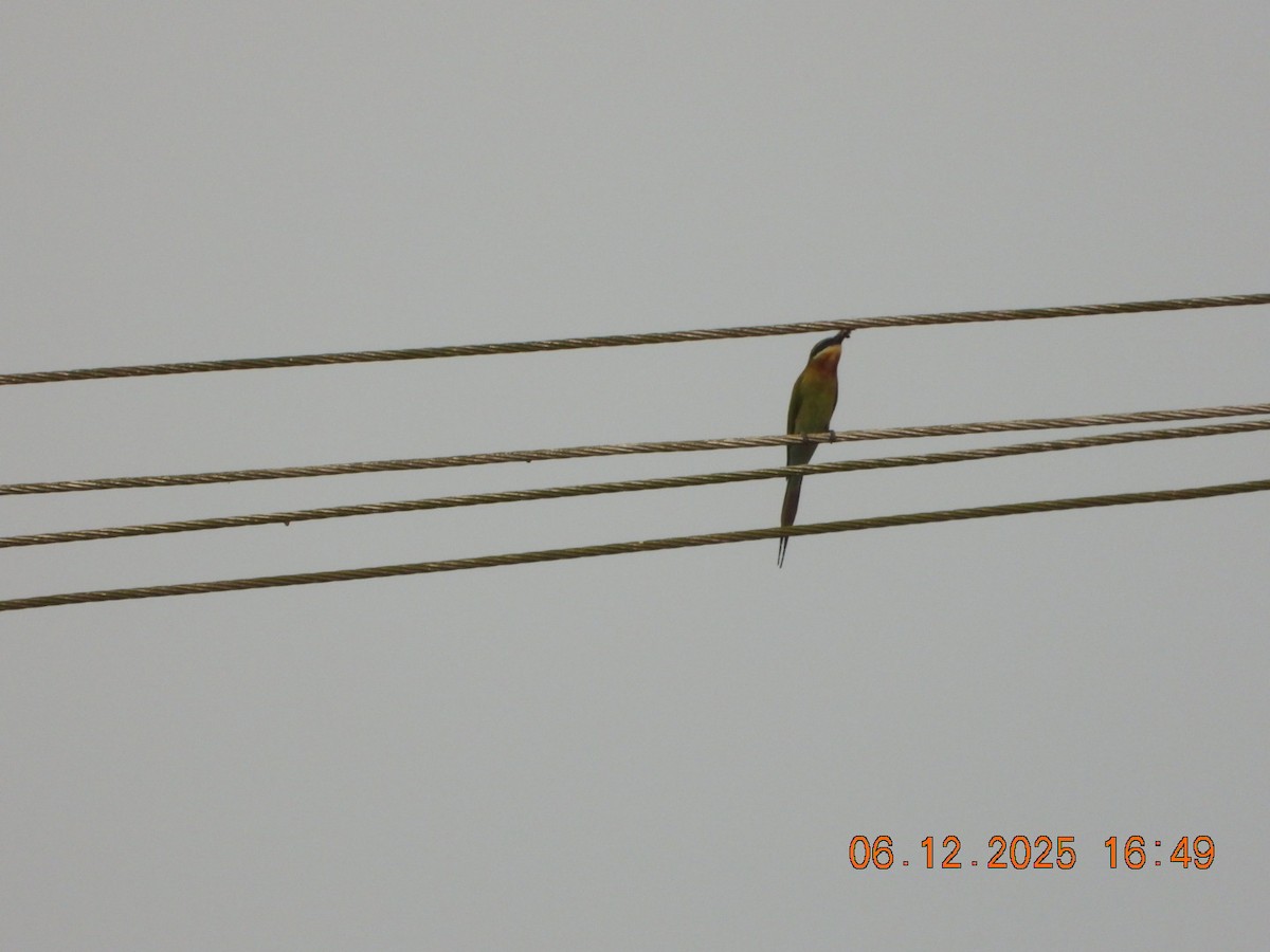 Бджолоїдка синьохвоста - ML646663185