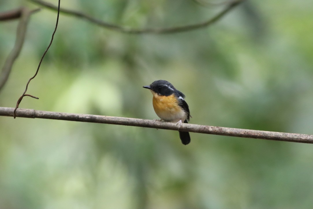 Rufous-chested Flycatcher - ML646663186