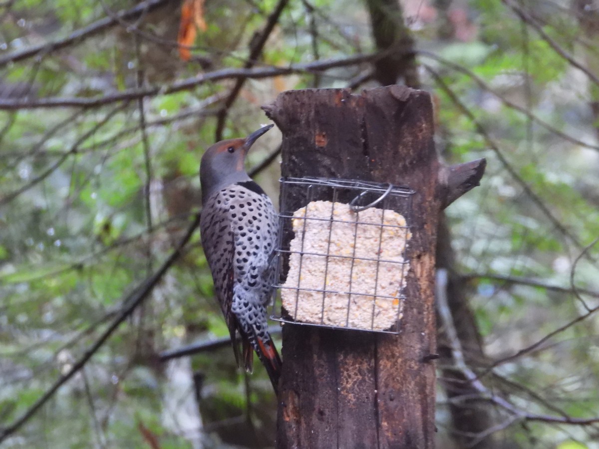 Northern Flicker - ML646663189