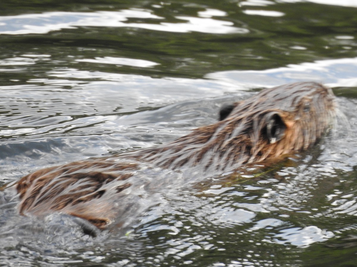 Animaux - ML646663190