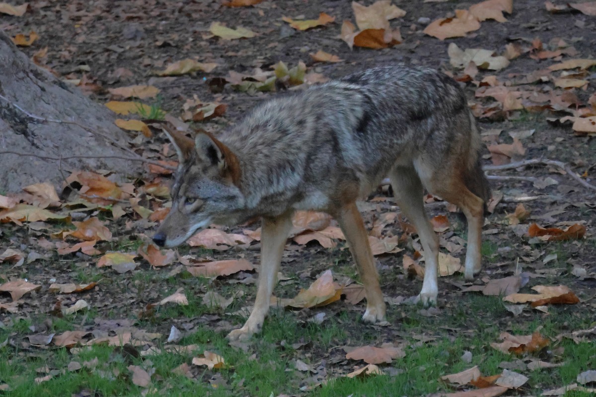 コヨーテ - ML646663191