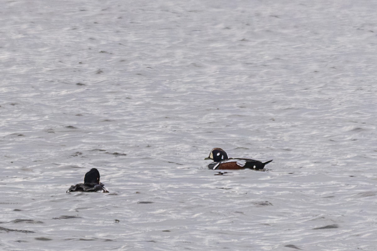 Harlequin Duck - ML646663193