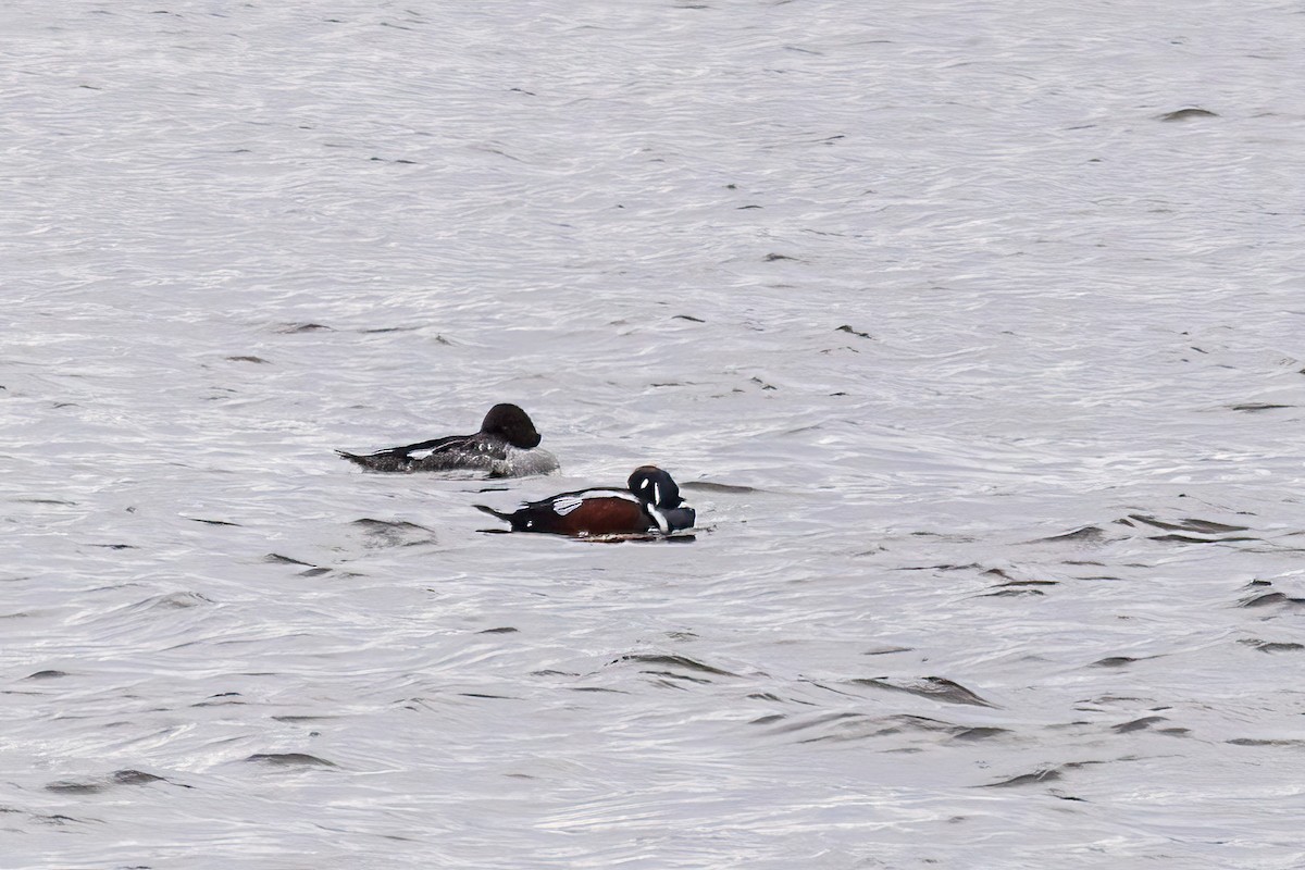 Harlequin Duck - ML646663194