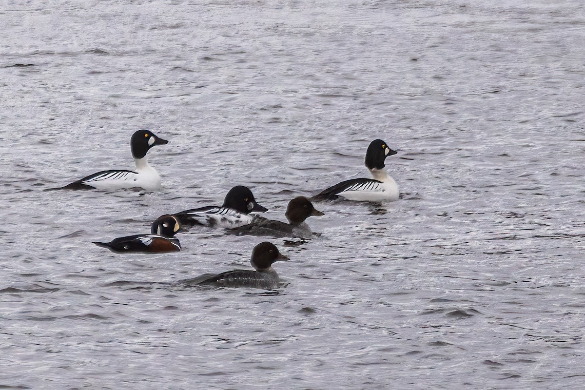 Harlequin Duck - ML646663195