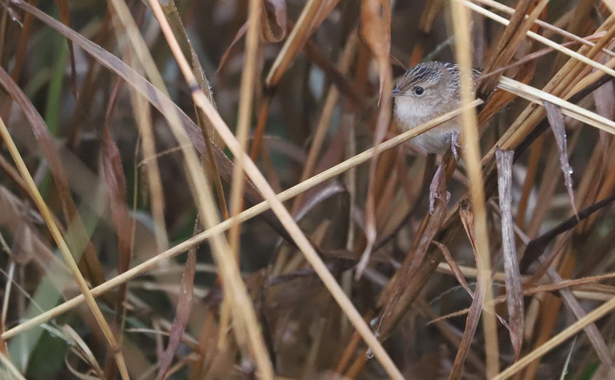 Sedge Wren - ML646663196