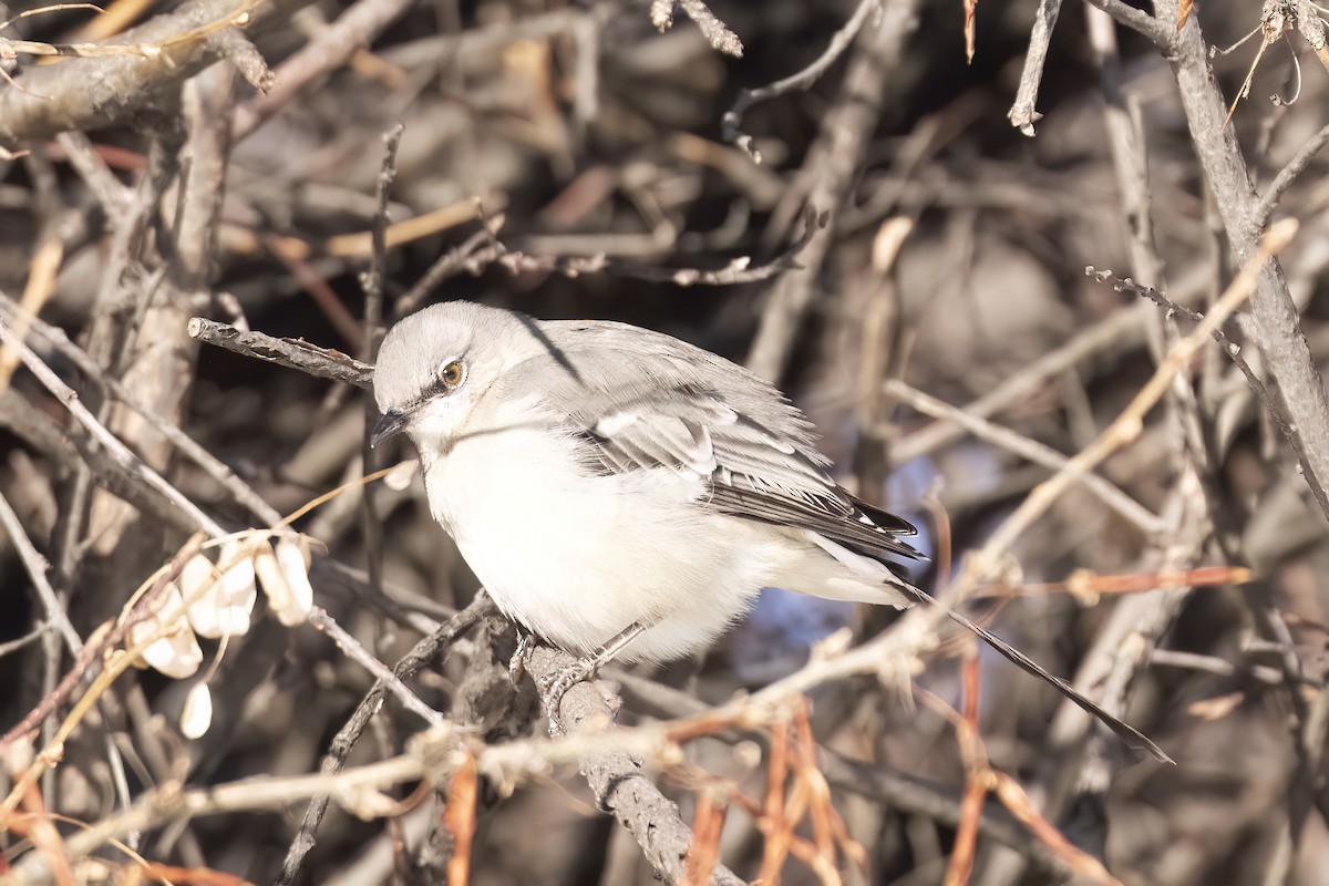 Northern Mockingbird - ML646663197