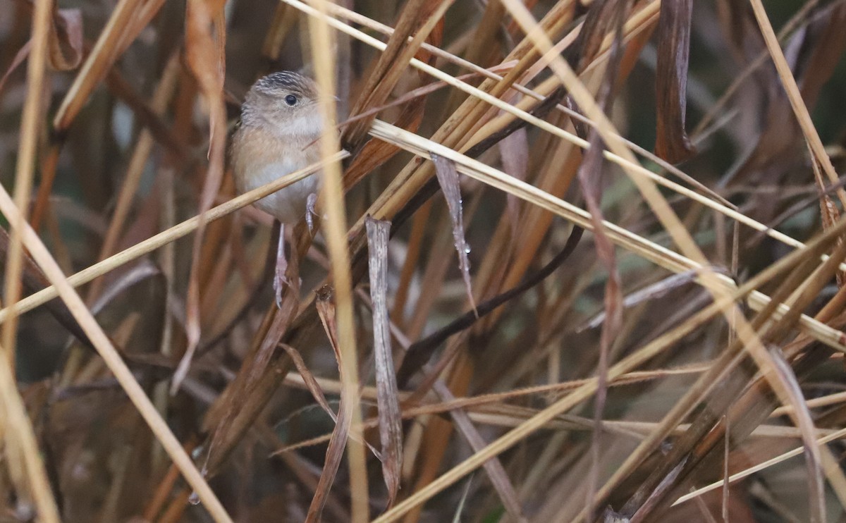 Sedge Wren - ML646663200