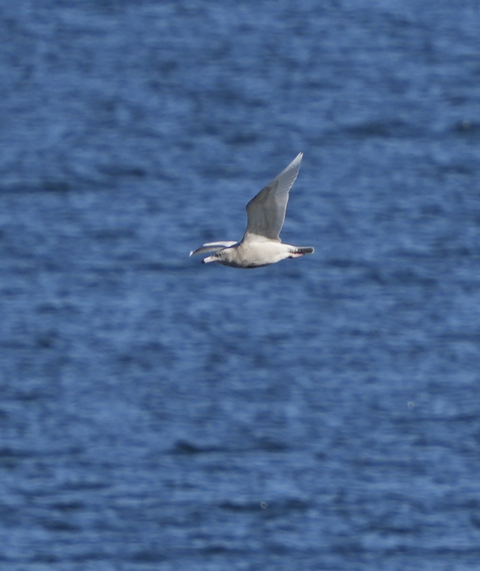 Glaucous Gull - ML646663201