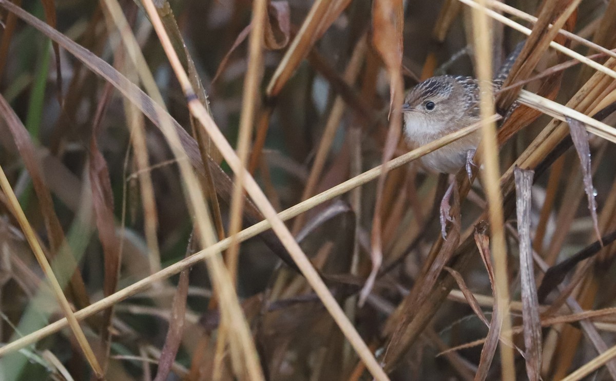 Sedge Wren - ML646663202