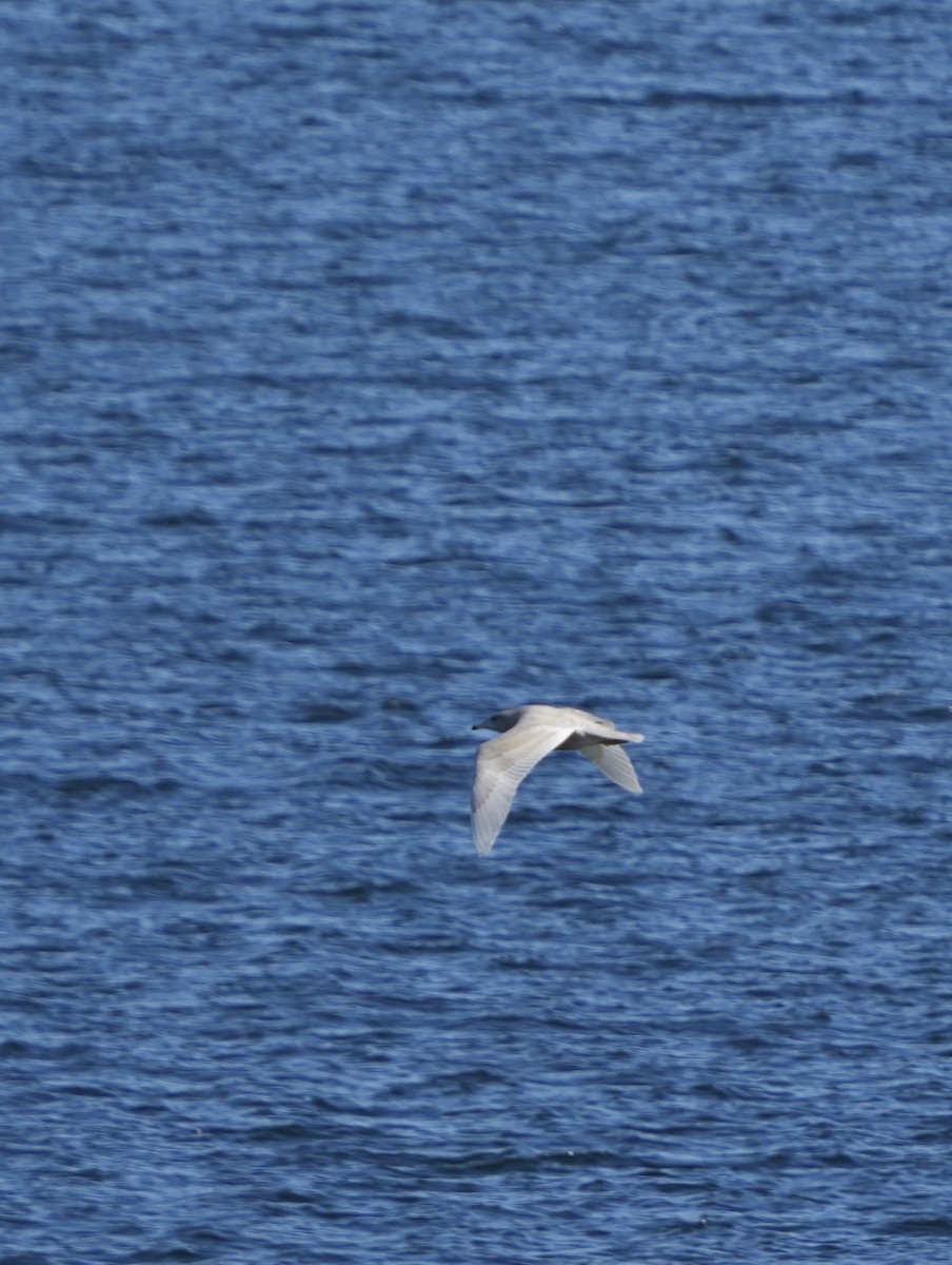 Glaucous Gull - ML646663203