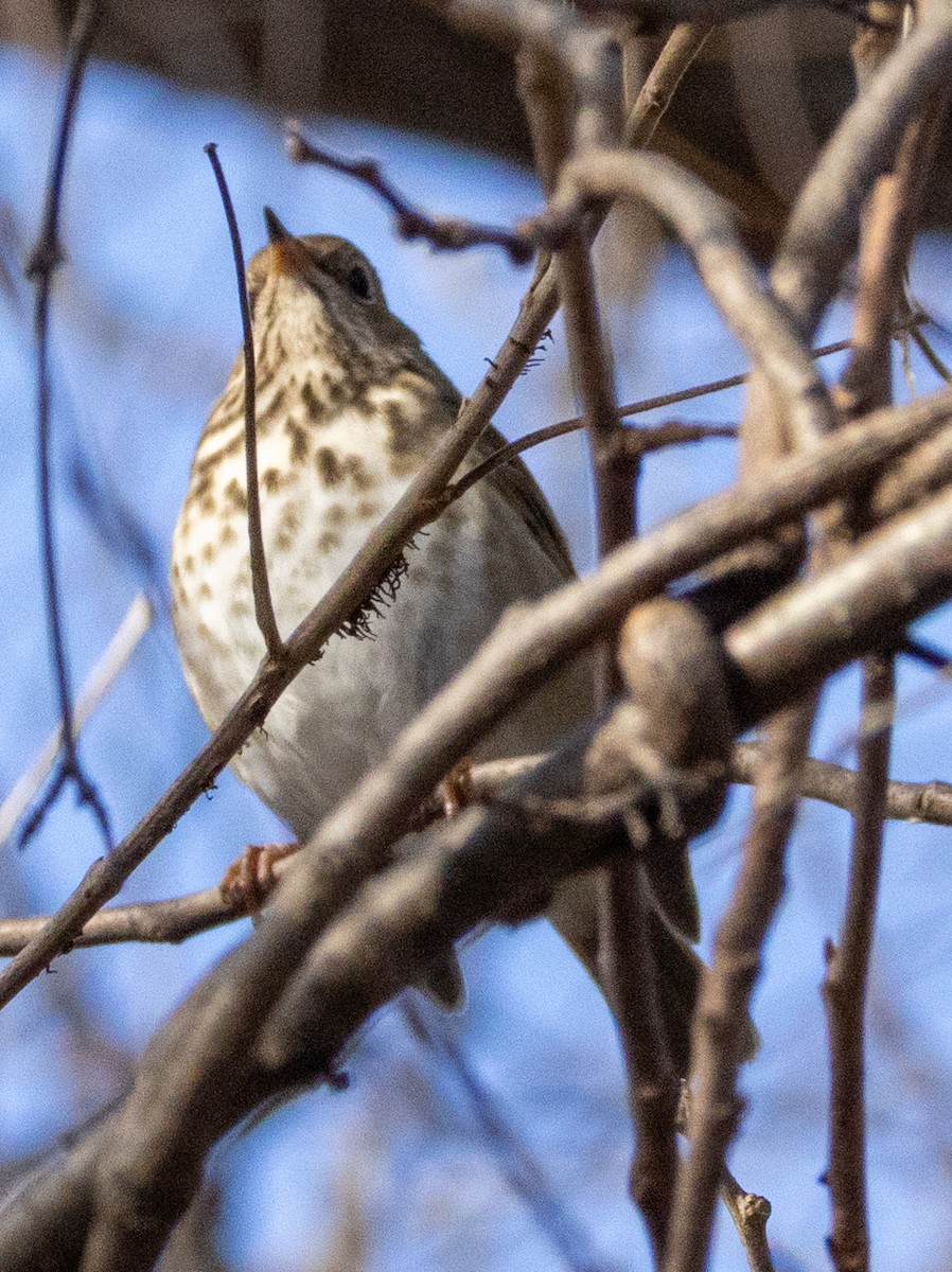 Hermit Thrush - ML646663204