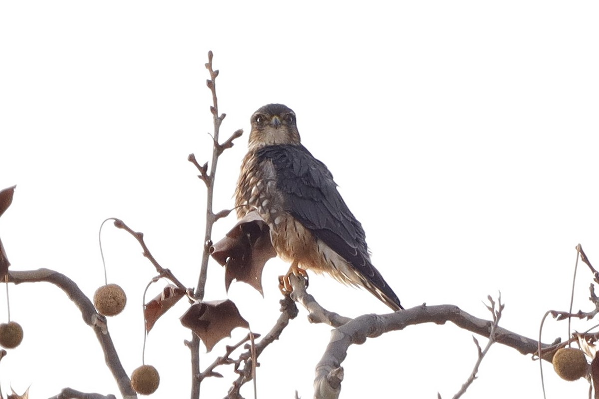 Merlin - ML646663205