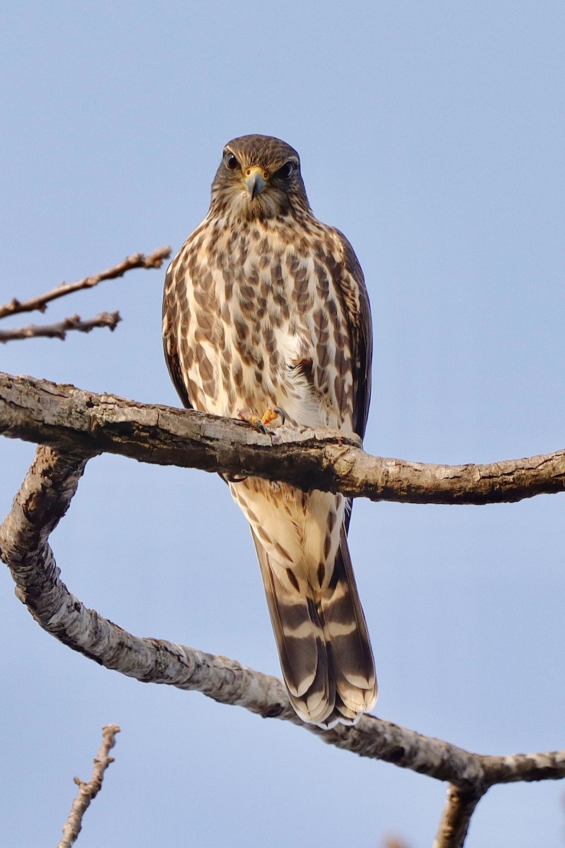 Merlin - ML646663207