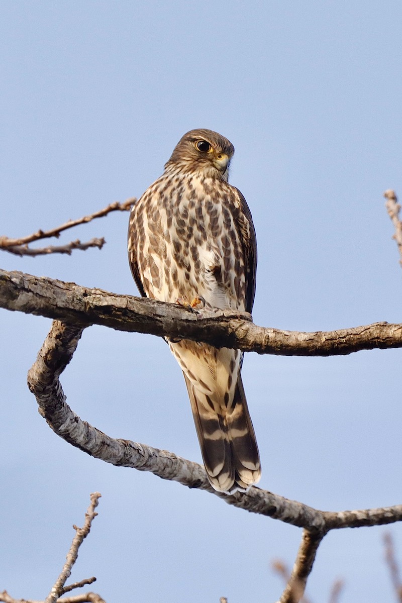 Merlin - ML646663208