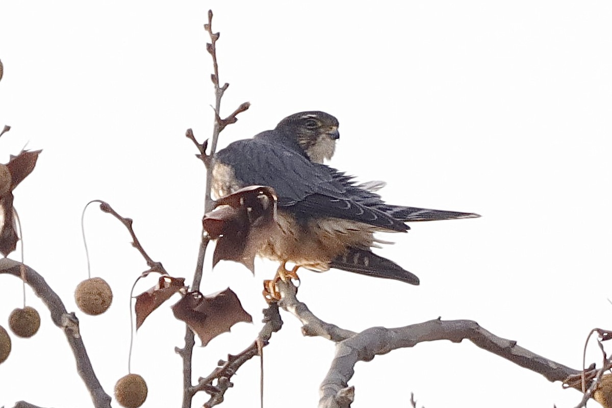 Merlin - ML646663209