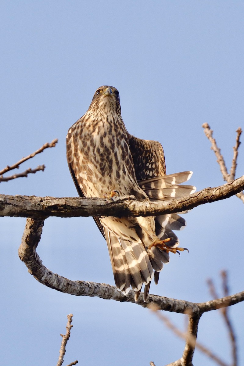 Merlin - ML646663210