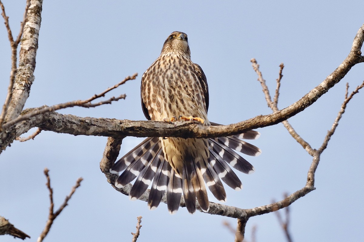 Merlin - ML646663211