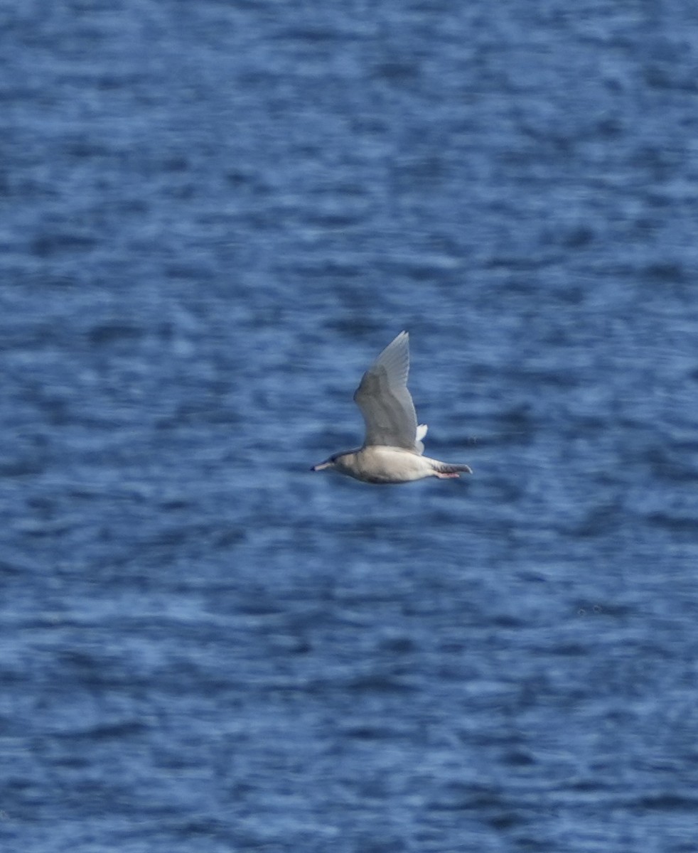 Glaucous Gull - ML646663212