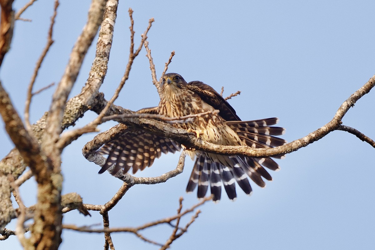 Merlin - ML646663213