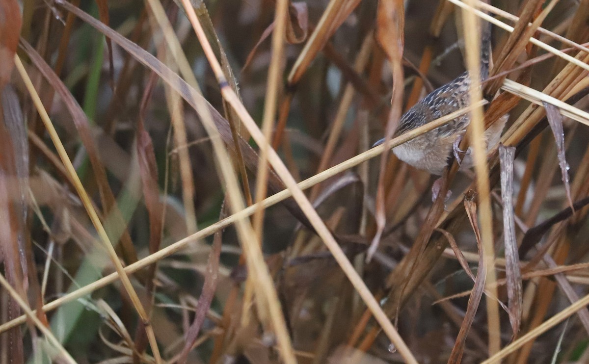 Sedge Wren - ML646663215
