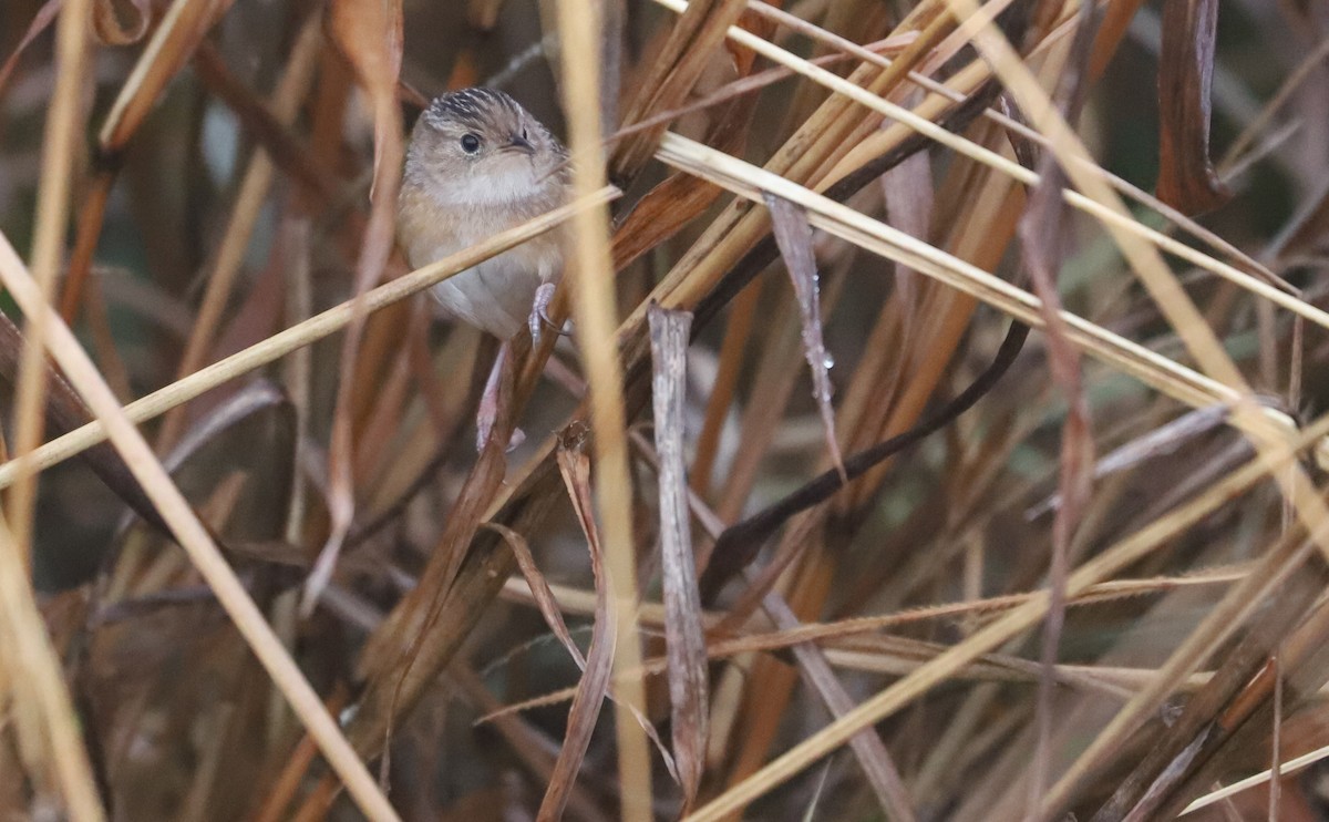 Sedge Wren - ML646663216