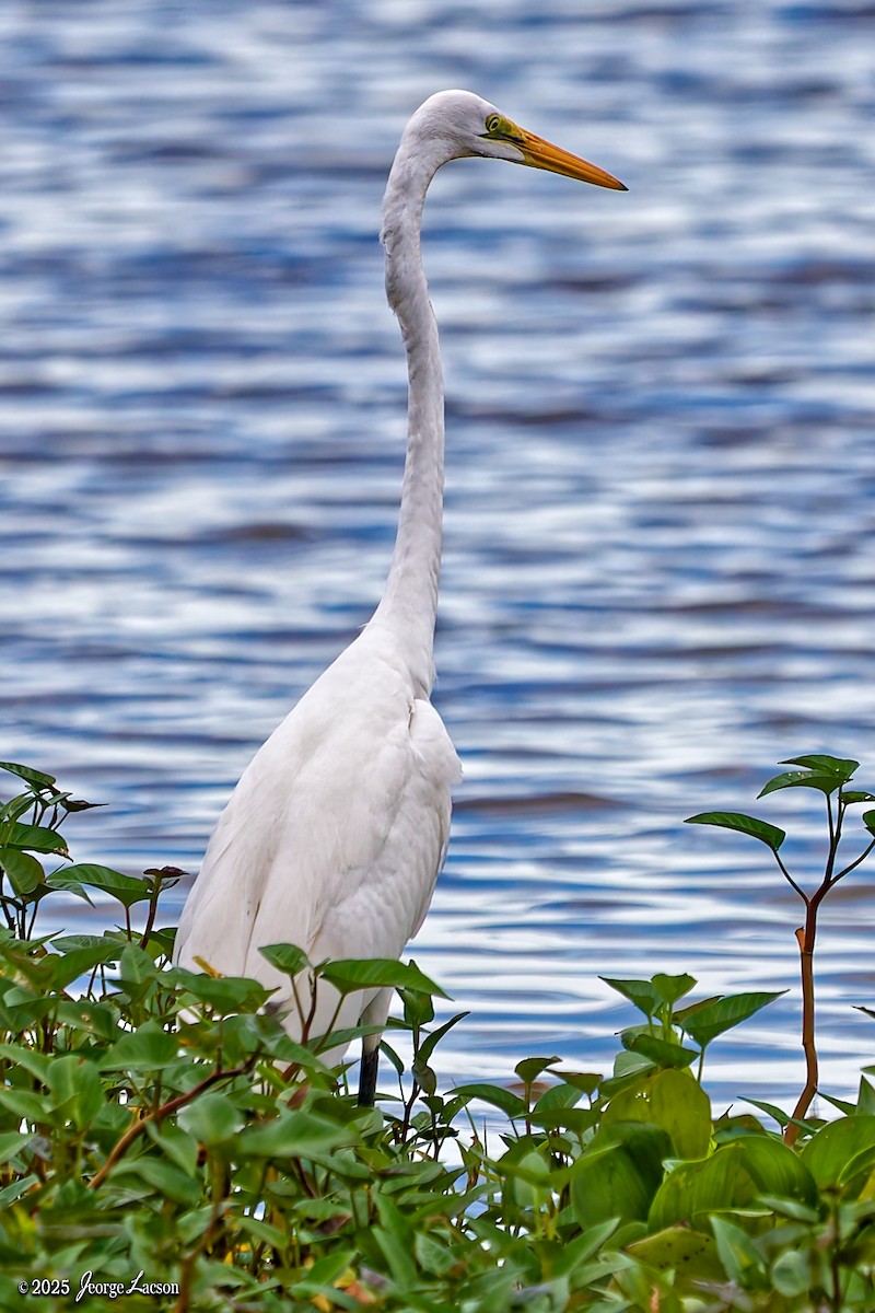 Цасч дэглий - ML646663217