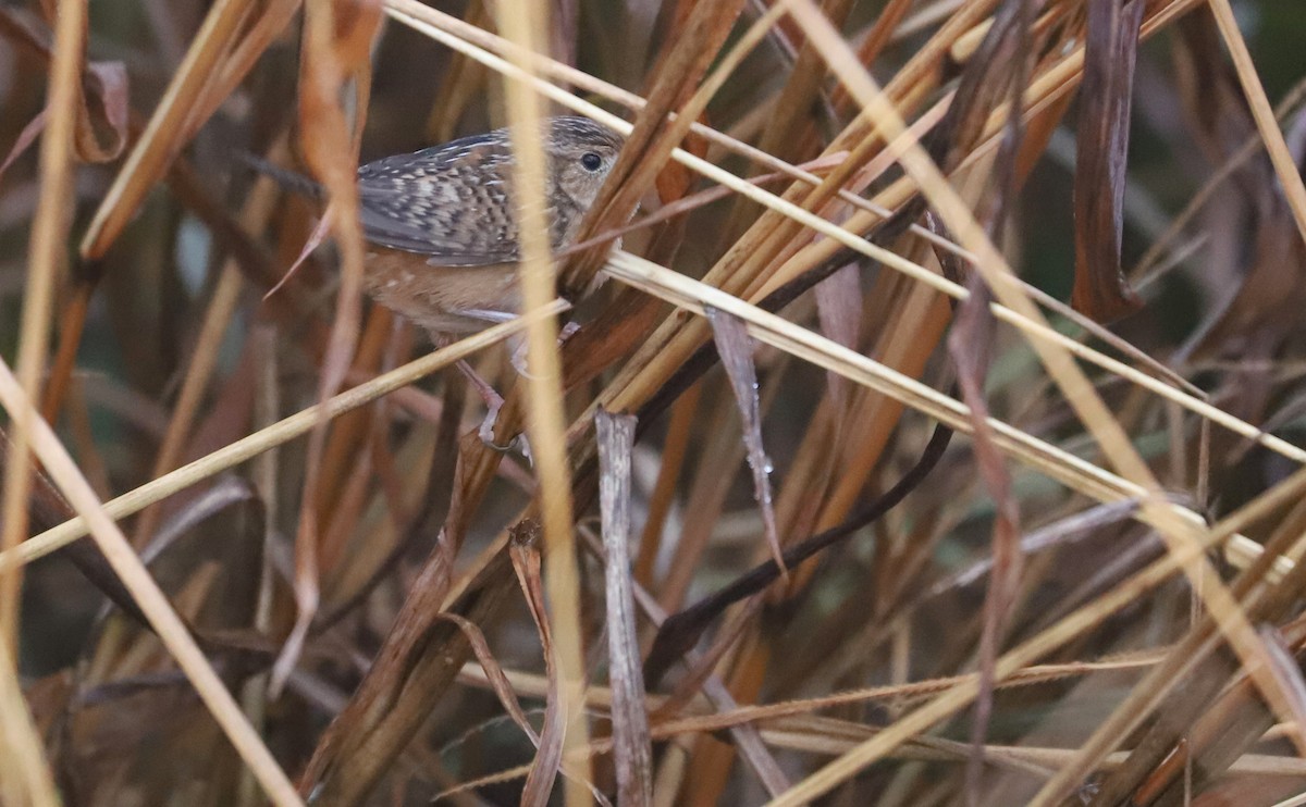Sedge Wren - ML646663220