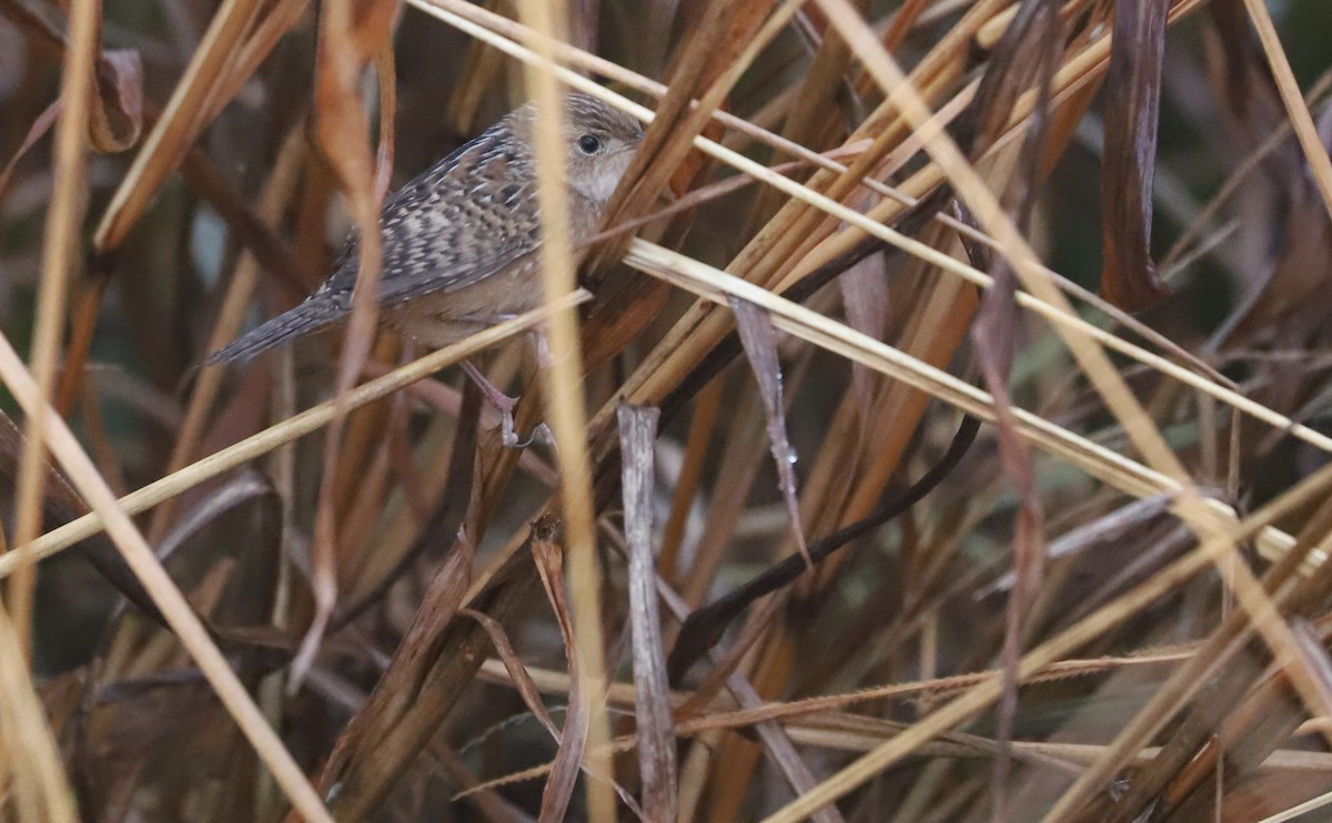 Sedge Wren - ML646663222