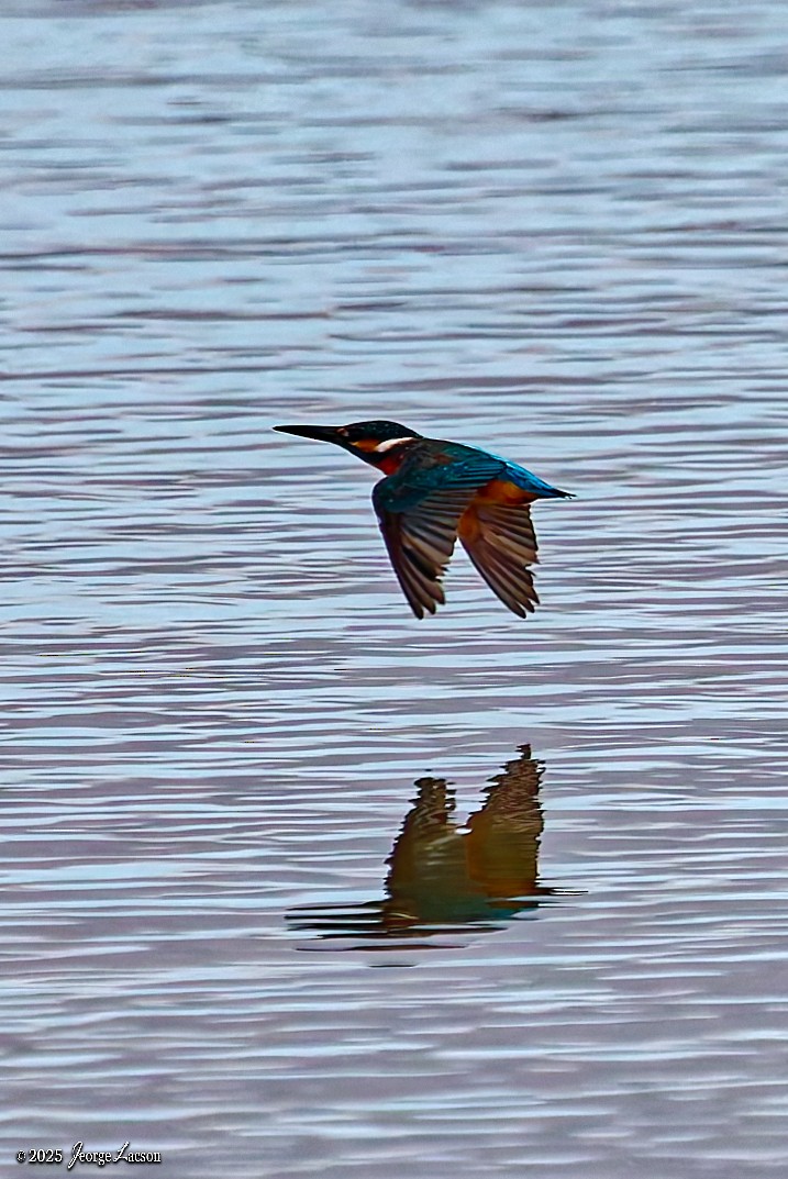 Номин шогшир - ML646663224