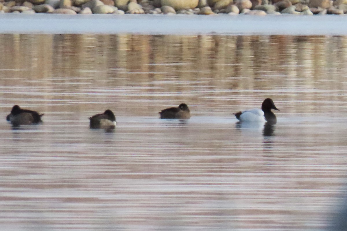 kanvasand - ML646663226