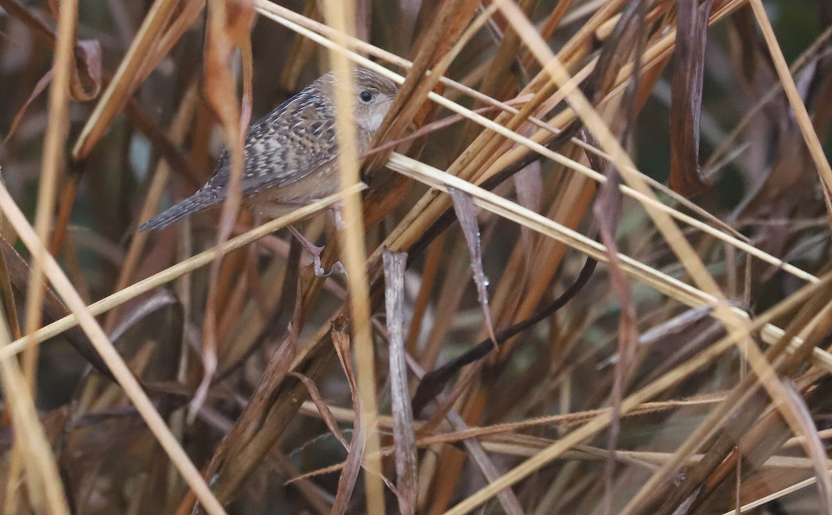 Sedge Wren - ML646663227