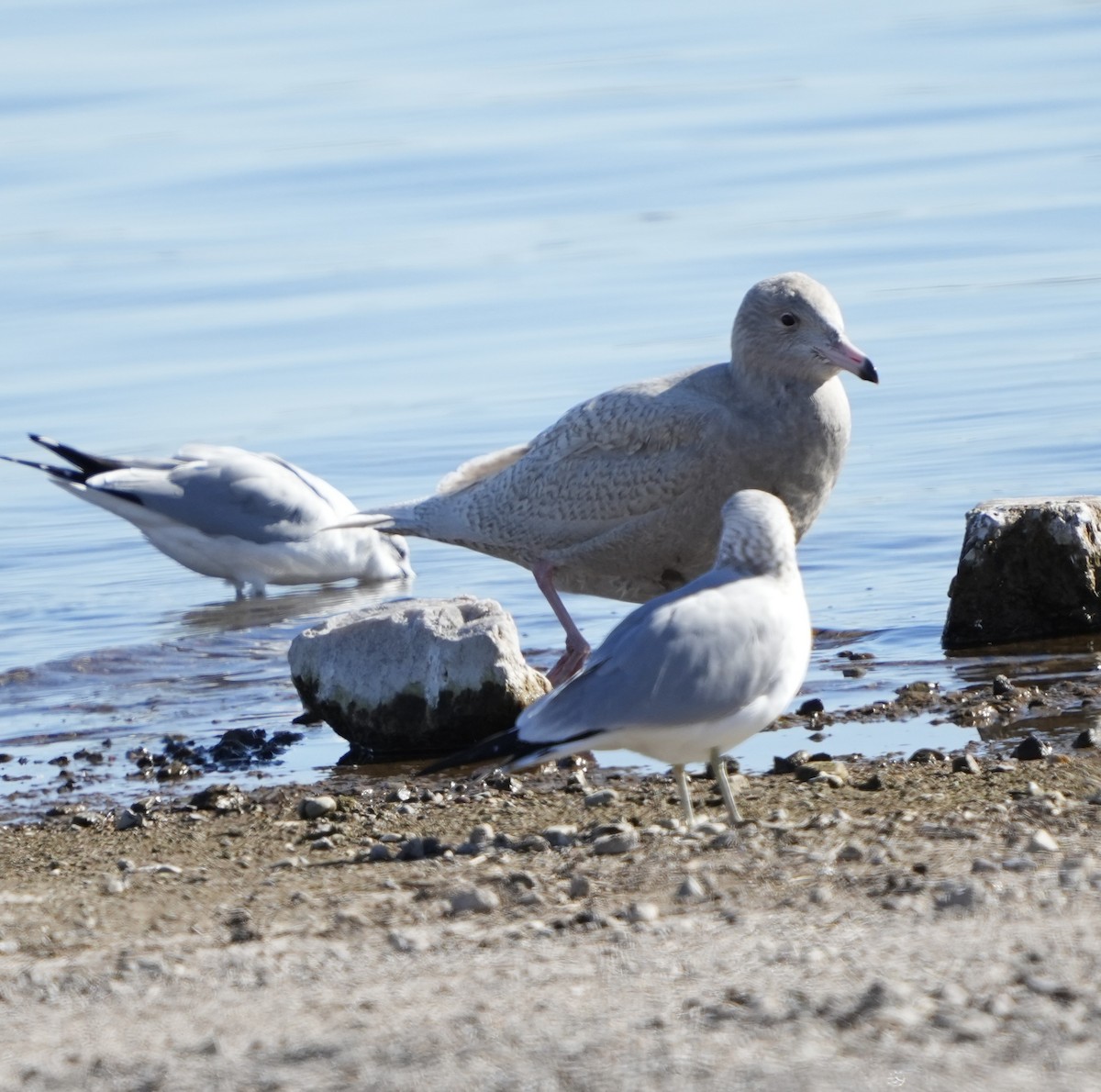 Glaucous Gull - ML646663232