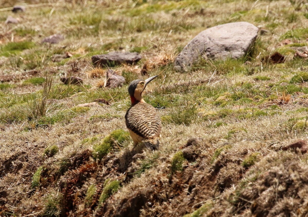 spydmarkspett - ML646663233