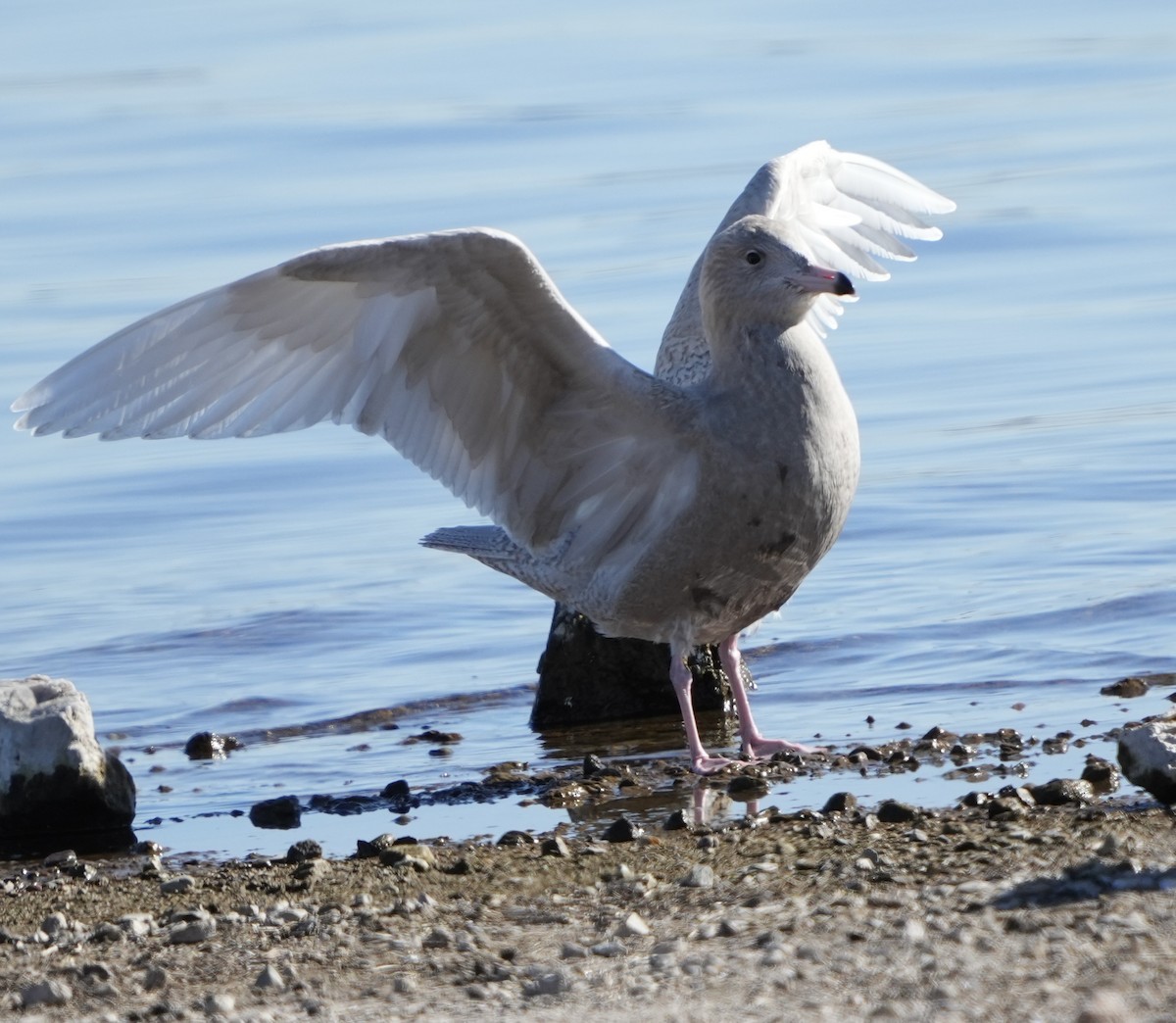 Glaucous Gull - ML646663236