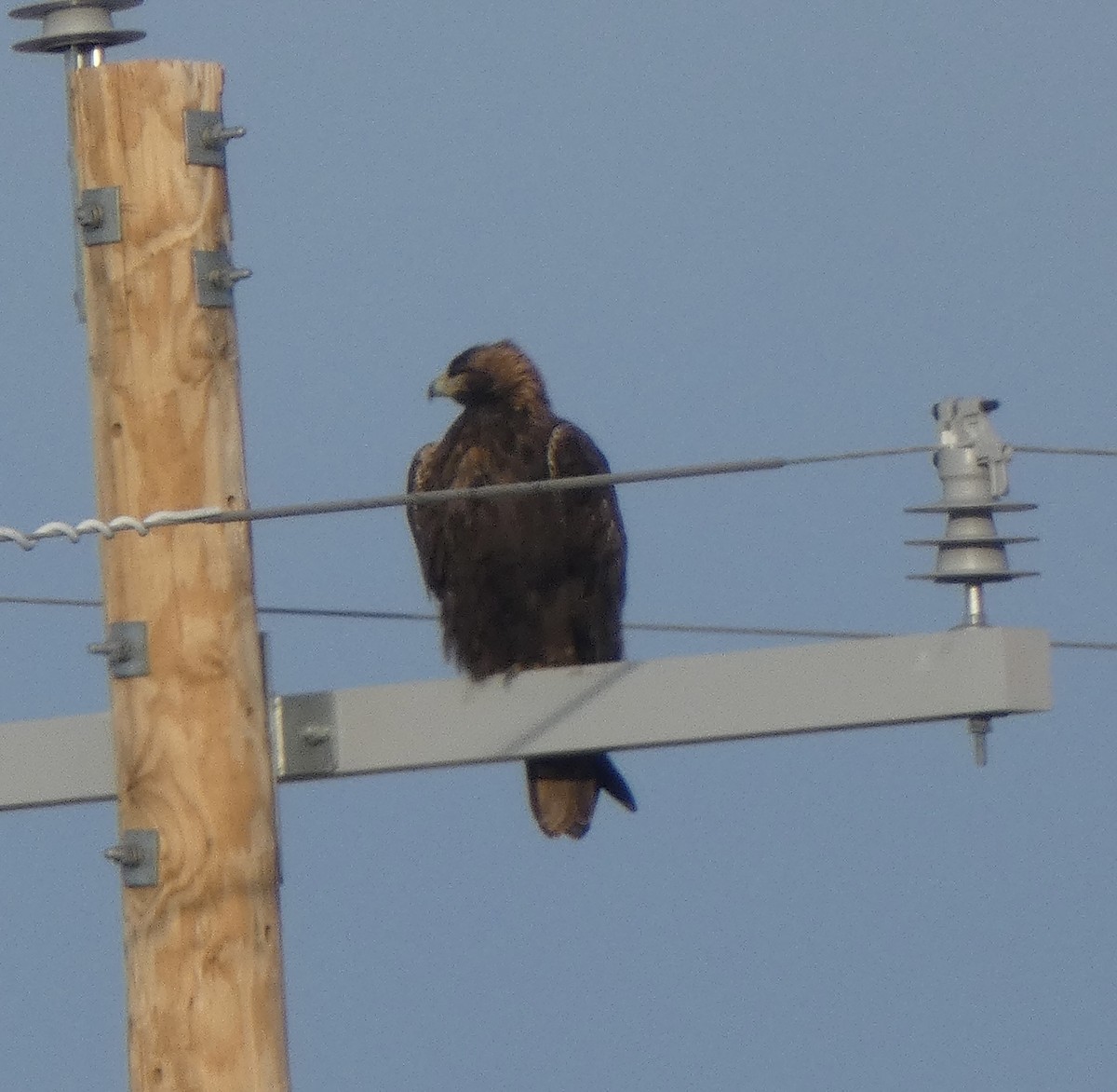 Golden Eagle - ML646663240