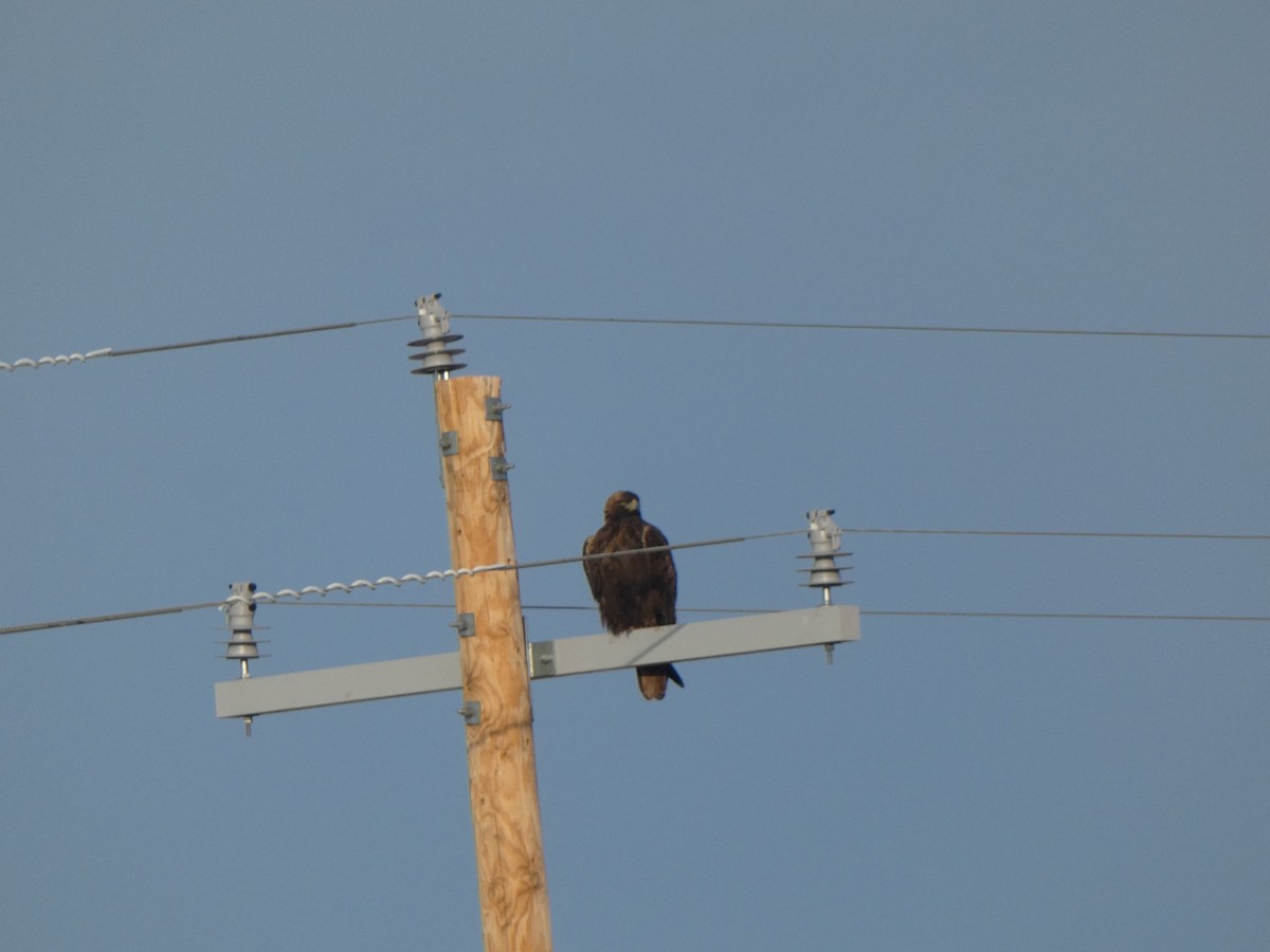 Golden Eagle - ML646663241