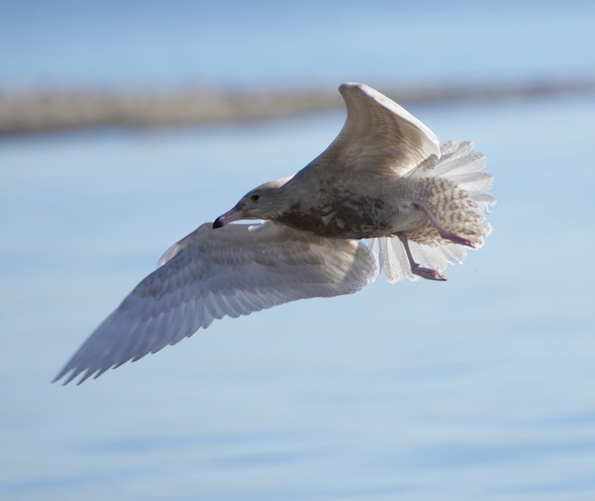 Glaucous Gull - ML646663242