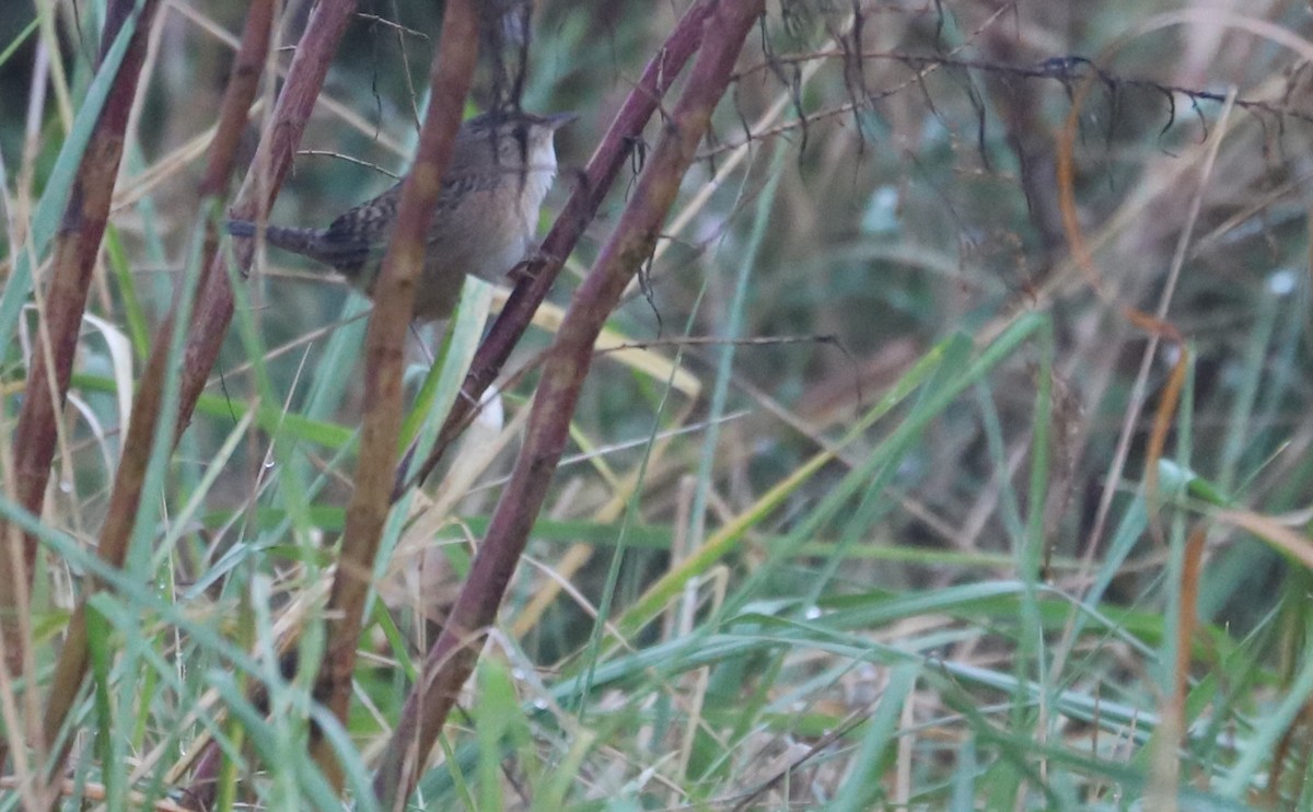 Sedge Wren - ML646663243