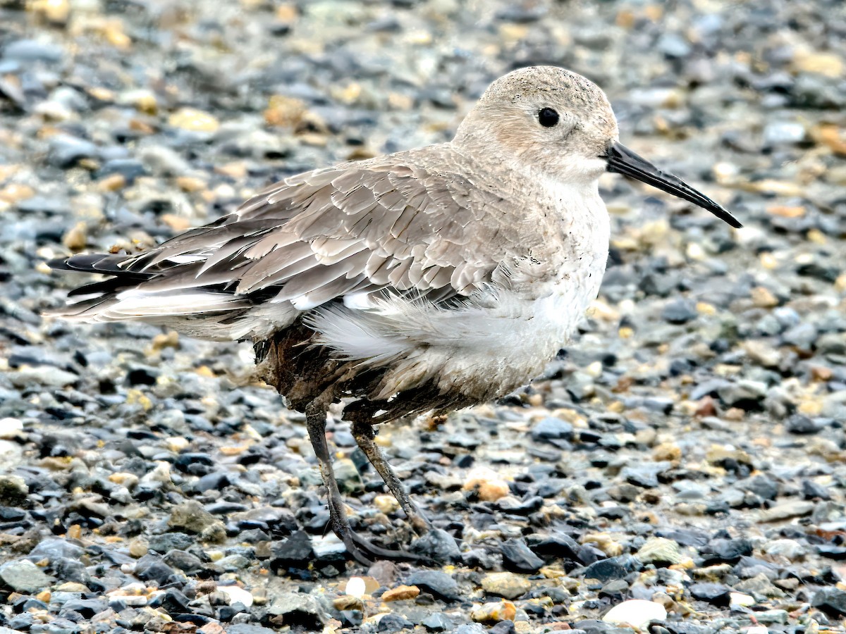 Txirri arrunta - ML646663244