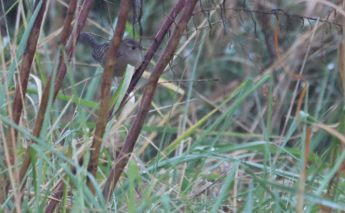 Sedge Wren - ML646663246