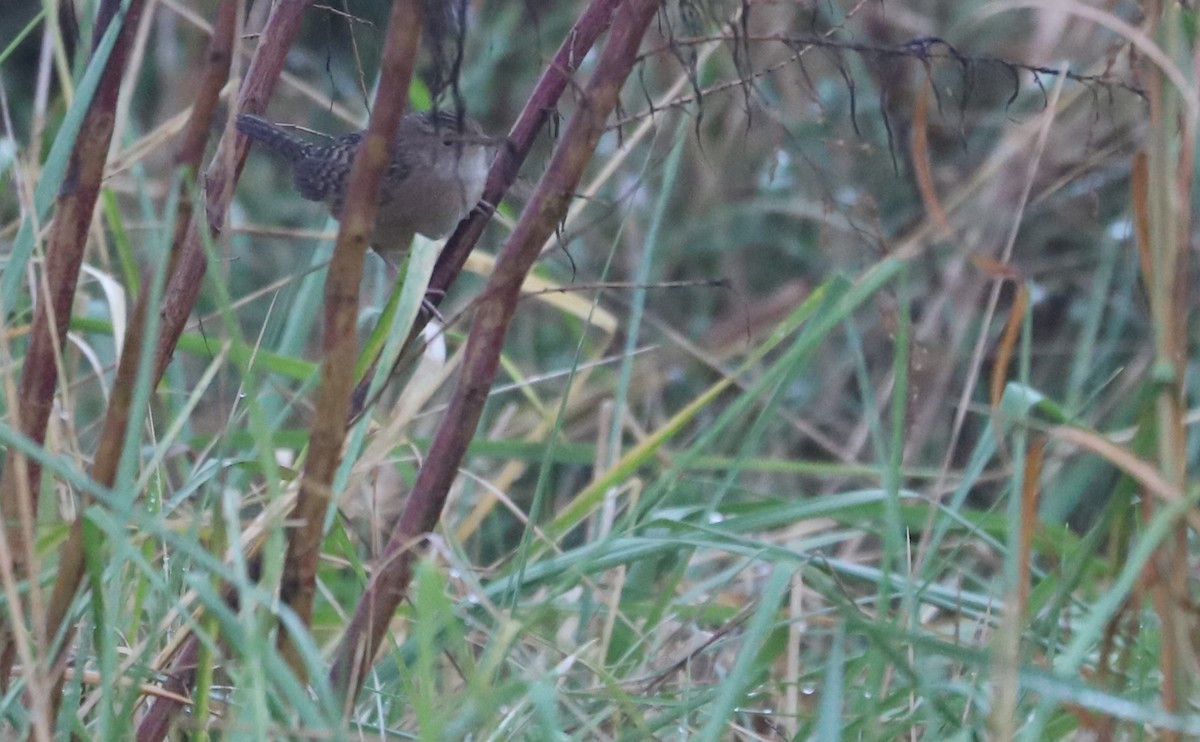 Sedge Wren - ML646663248