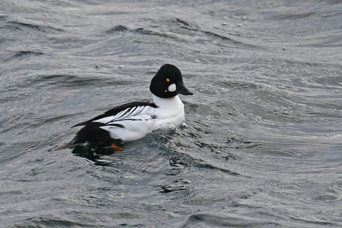 Common Goldeneye - ML646663249