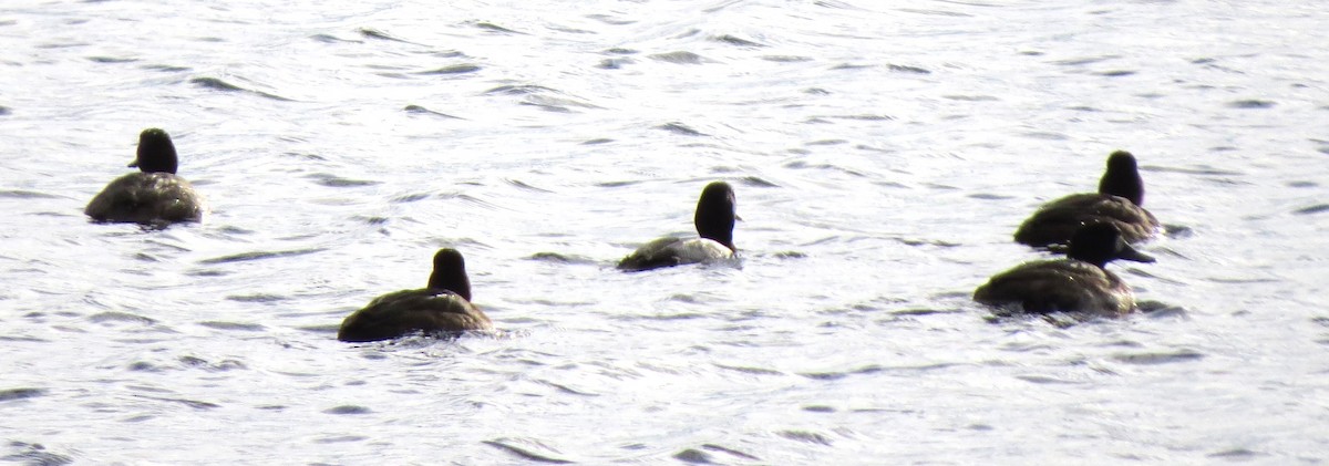 Karabaş Patka - ML646663250