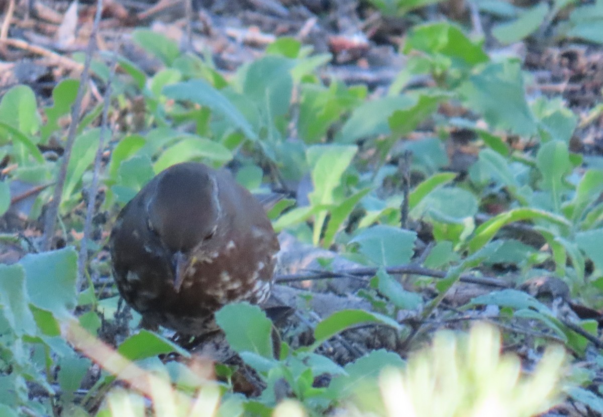 Bruant fauve (groupe unalaschcensis) - ML646663251