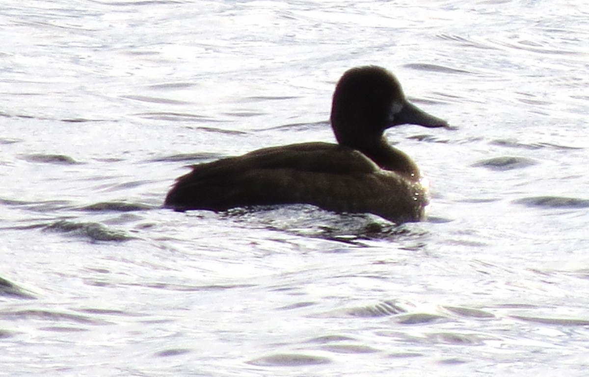 Karabaş Patka - ML646663252