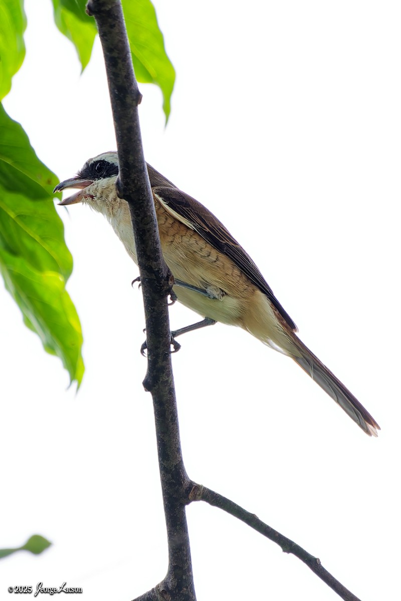 Ухаа дунхай - ML646663253